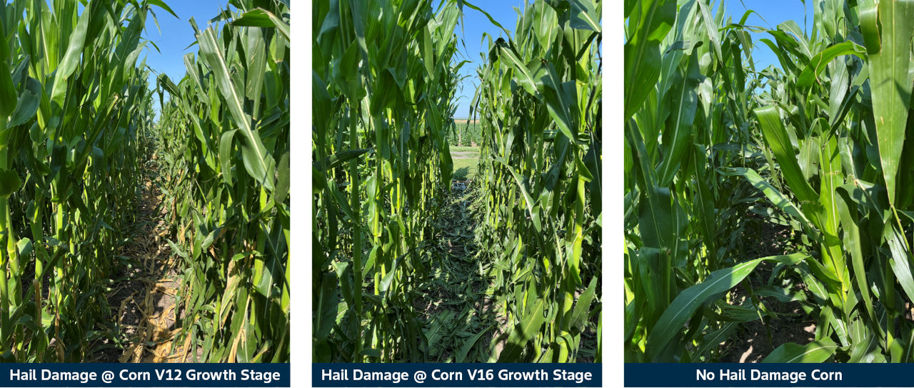 Simulated hail event in the plant health trial at the Bayer Crop Science Water Utilization Learning Center at Gothenburg, NE. Pictures taken on July 18, 2024
