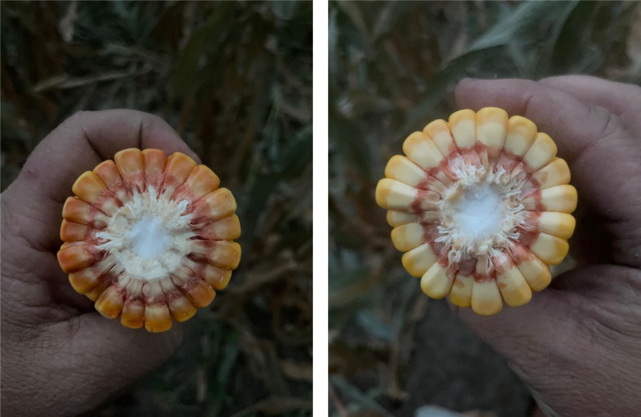 About 85% milk line on 86 RM corn product (left) and 25 to 30% milk line on 97 RM corn product (right