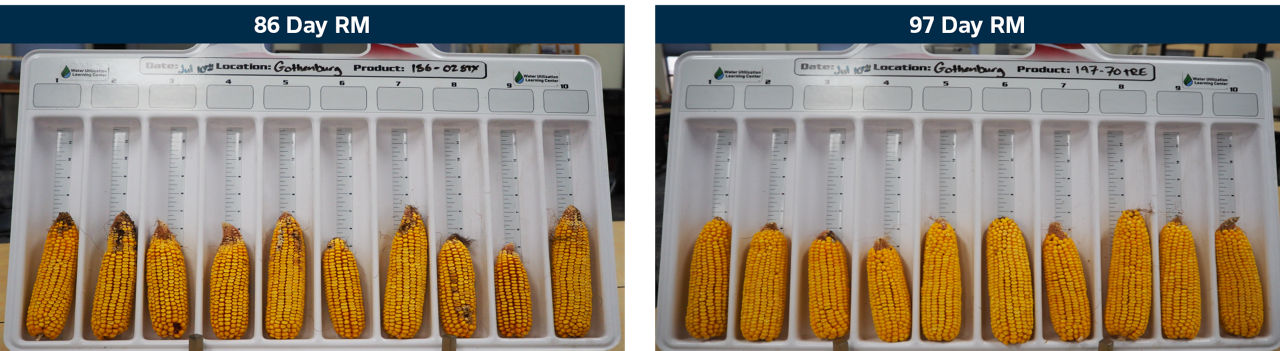 Ears from the 86 and 97 RM corn products at harvest. Notice the healthier kernels in the 97 RM product, which had aboveground trait technology