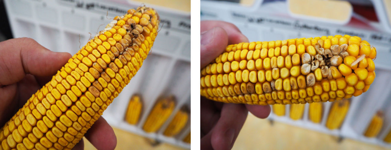 . A closeup of insect-damaged kernels on ears from the 86 RM corn product, which lacked aboveground traits.