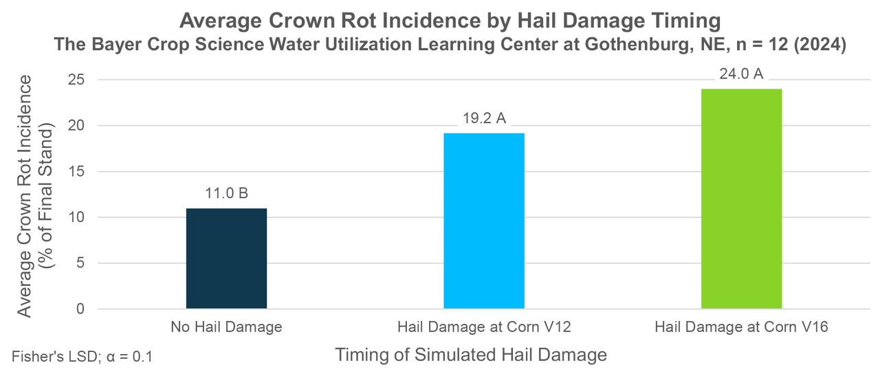 Average crown rot incidence as a percentage of final corn stand by simulated hail damage timing.