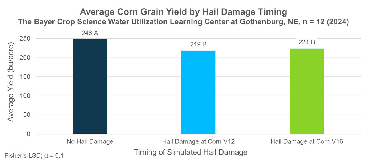 Average corn grain yield by simulated hail damage timing. Values are averaged across plant health programs and replications,