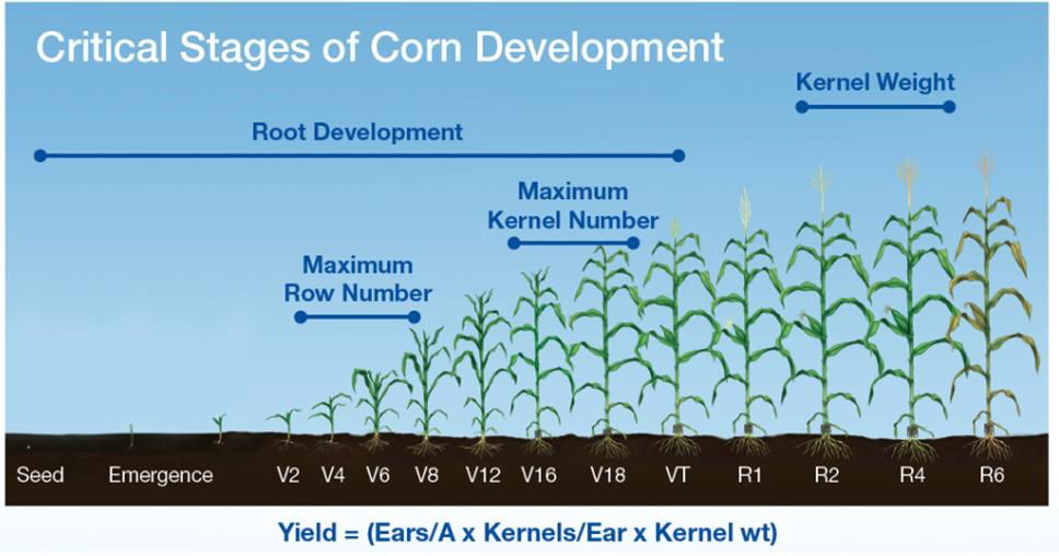 Managing corn plant health