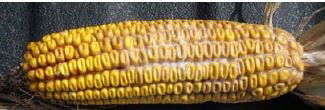 Corn with Diplodia
