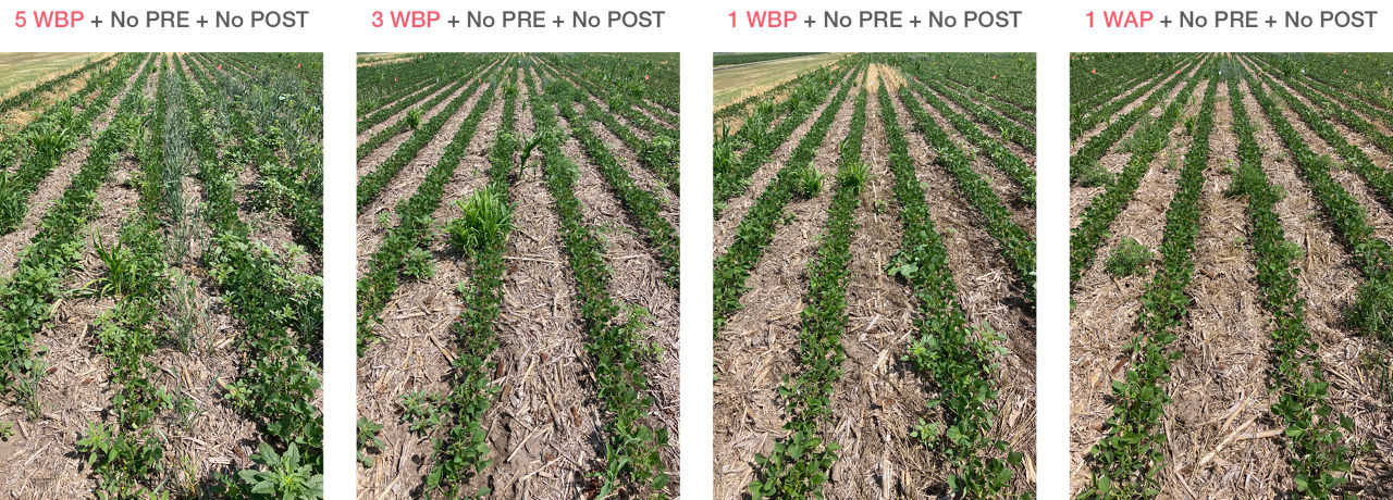  Effect of cover crop termination timing without PRE and POST herbicides on weed suppression. 