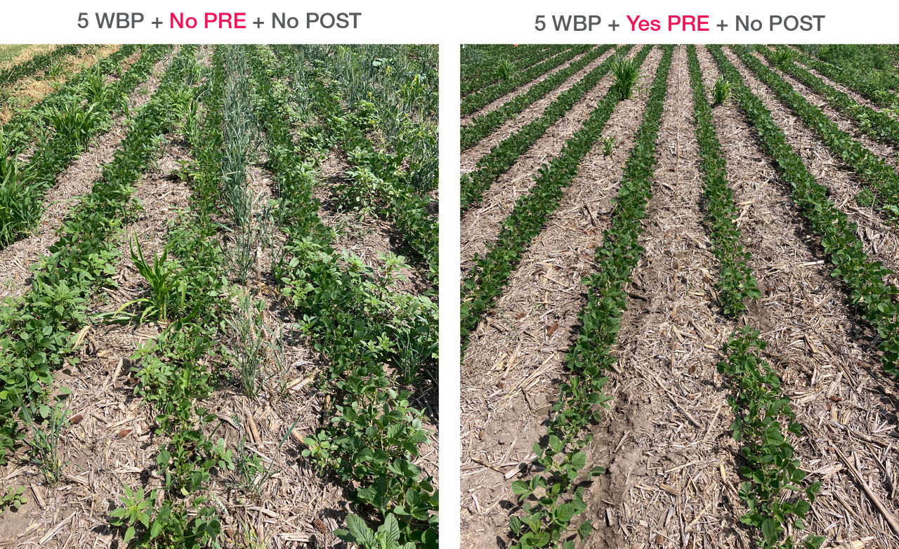 Effect of PRE emergence herbicides on weed suppression. 