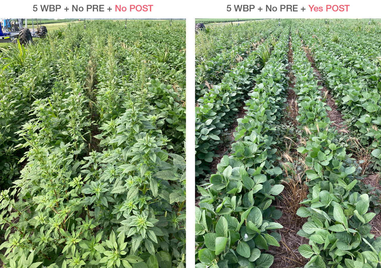 Effect of POST herbicides in weed suppression. 