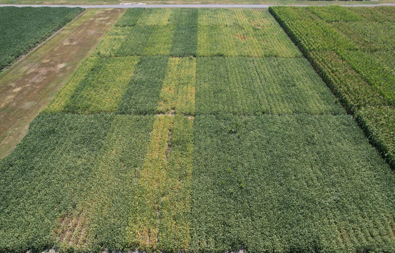 Trial overview in Gothenburg, NE on August 30, 2023. Differences between soybean maturity group are evident, with the earlier maturity-group soybeans beginning to yellow.