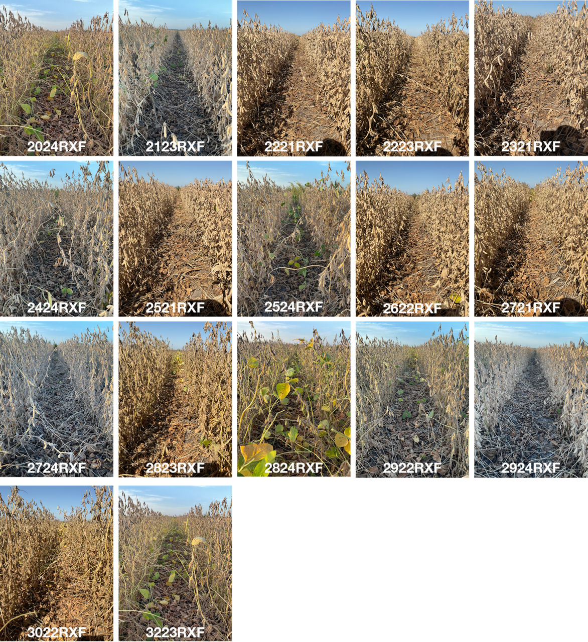 Side-by-side comparison of all Channel® brand products tested in no-till and cover crops at the Gothenburg Learning Center in 2023. Pictures taken on October 1, 2023. 