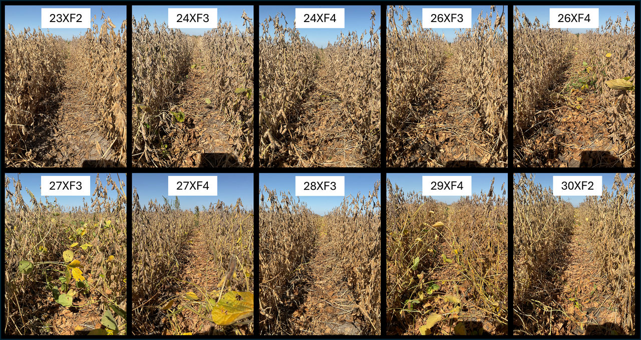 . Side-by-side comparison of all Asgrow® brand products tested under no-till and cover crops at the Gothenburg Learning Center in 2023. Pictures taken on October 1, 2023