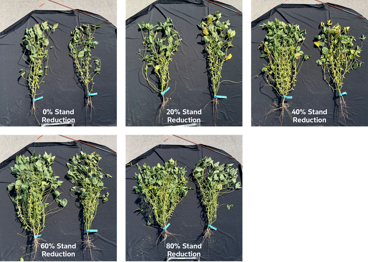 . Comparison of plants at different stand reduction levels at 80,000 seeds/acre (left in every picture) and 160,000 seeds/acre (right in every picture) seeding rates. 