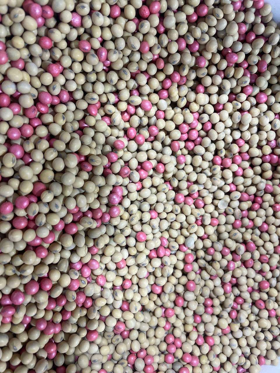 Mix of 80% conventional soybean (non-treated) with 20% XtendFlex® soybean (pink) to cause a random stand reduction of 80% when sprayed with Roundup PowerMAX® 3 herbicide.