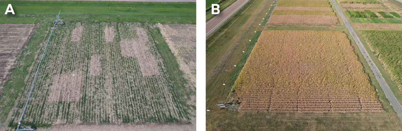 Aerial view of the trials during cover crop growing season (photo A, taken 04/27/2024) and the soybean plots prior to harvest (photo B, taken 09/24/2024). The Bayer Crop Science Learning Center at Gothenburg, NE. 
