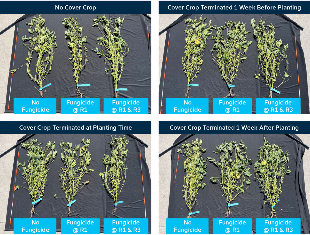 Soybean plants representing each combination of fungicide and cover crop termination timing treatments.