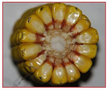 Cladosporium Ear Mould 03