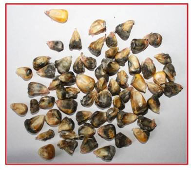 Cladosporium Ear Mould 04