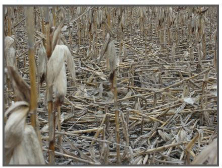 Corn stalk rots cannibalism and lodging 05