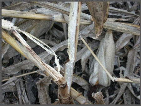 Benefits of a timely Corn Harvest