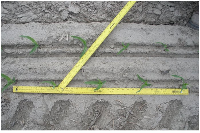 Figure 1. Example of the uniformity and distribution of corn plants in two-row planting. 