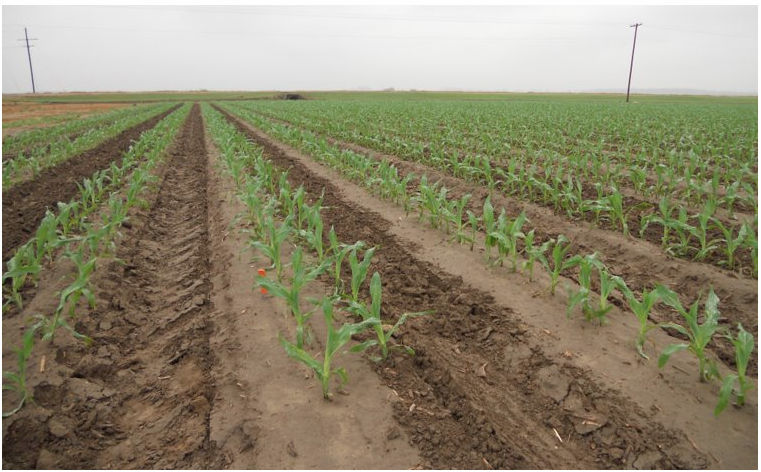 Figure 2. single-row (right) and twin-row (left) corn plantings.