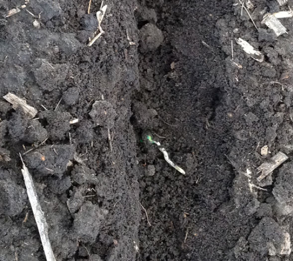 Germinating seed with coleoptile growing toward the surface.