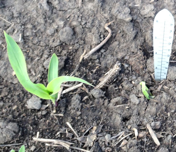 Seedling on right is having difficulty emerging because of cold soils.