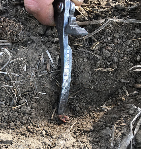 Decayed seed resulting from being planted too deep and in cold temperatures.