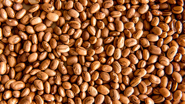 Pragas do feijoeiro