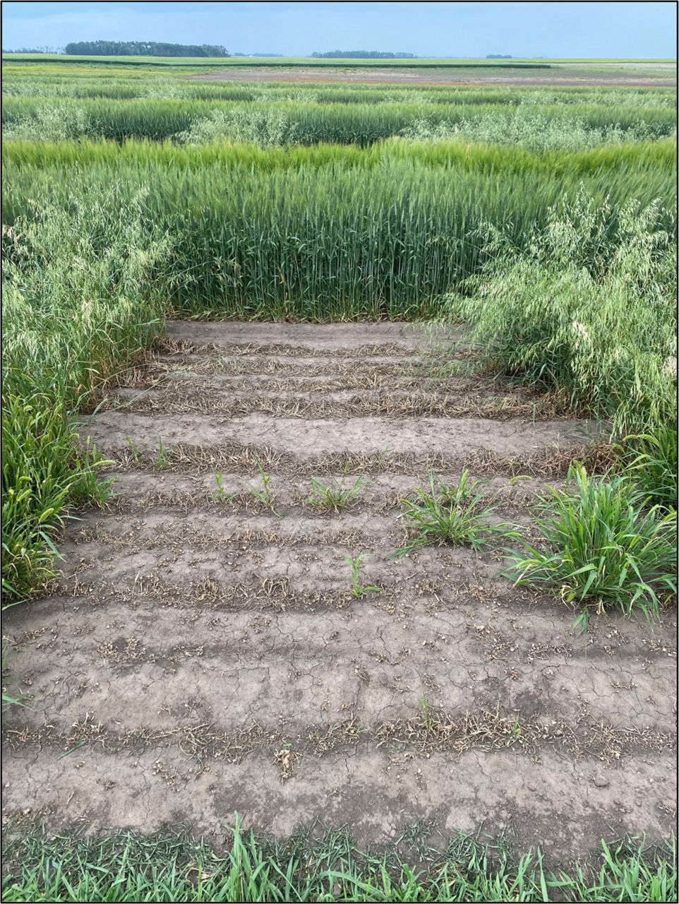 Grass control performance from Axial herbicide on barley wheat, wild oat, and green foxtail. A small patch of grass is apparent.