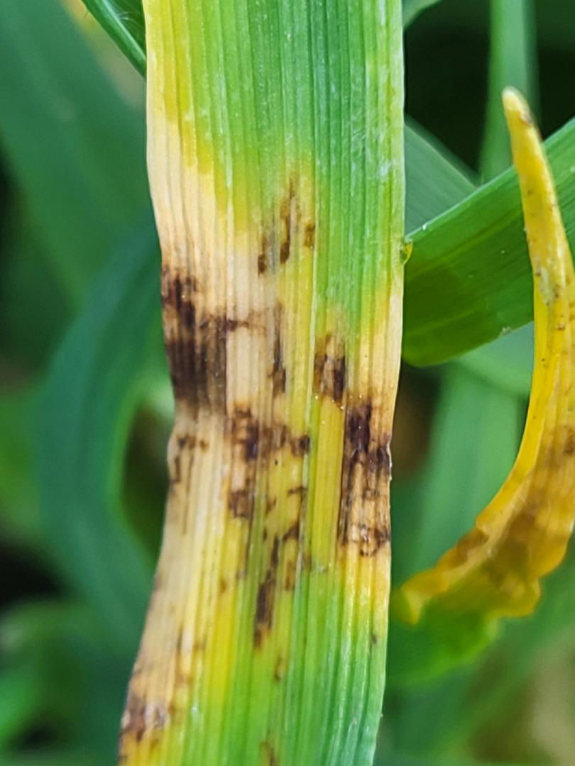 pic și semințe de orz cu pete maronii