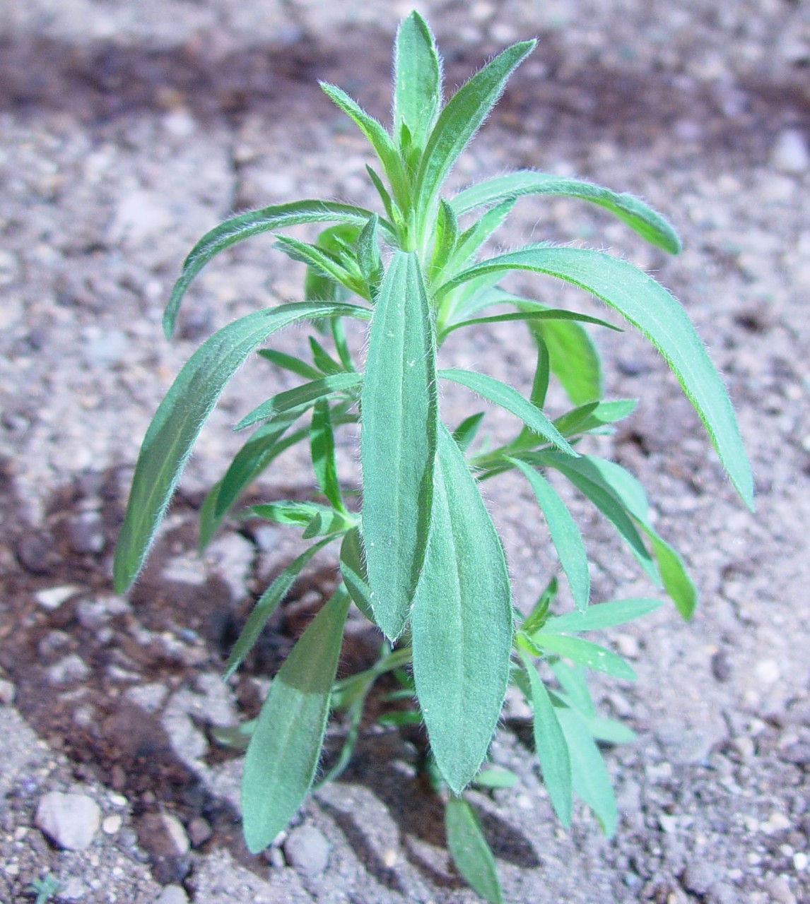 Lance-shaped kochia leaves.