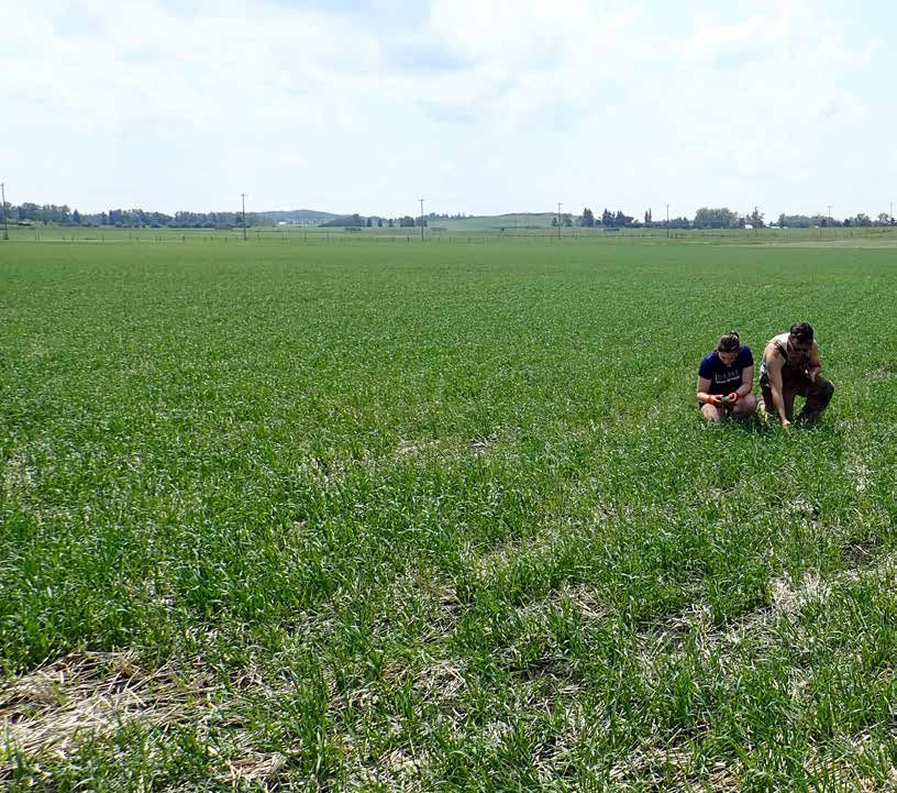  Two farmers crouch down in a sprawling field of small green plants. The plants have some patches of brown colouration. 