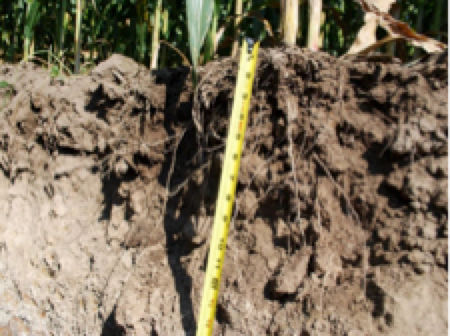 Healthy soil structure resulting from 8 years of cover crops. Note root penetration and granular appearance of soil.