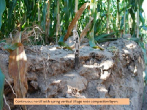 A soil pit can show how compaction restricts root growth.