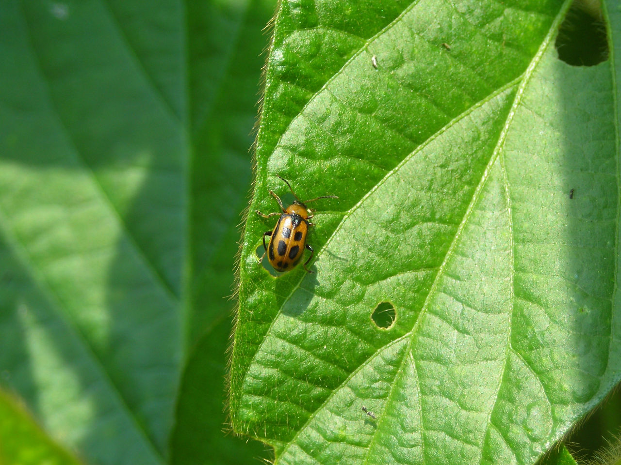 Figure 1. Bean leaf beetle on soybean leaf.