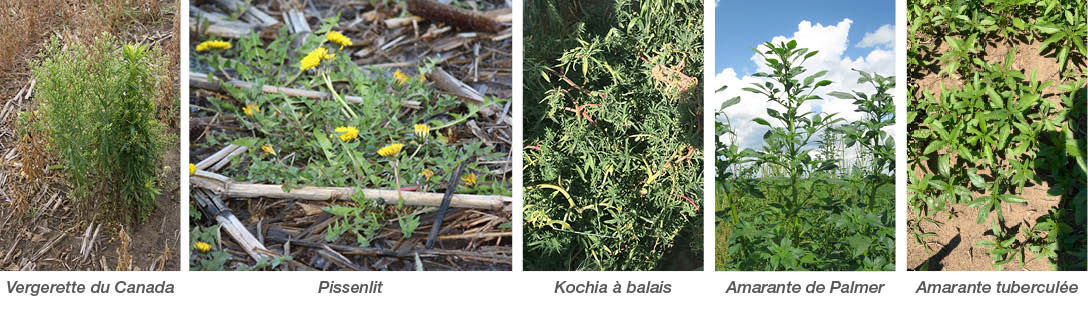 Vergerette du Canada, Pissenlit, Kochia à balais, Amarante de Palmer, Amarante tuberculée