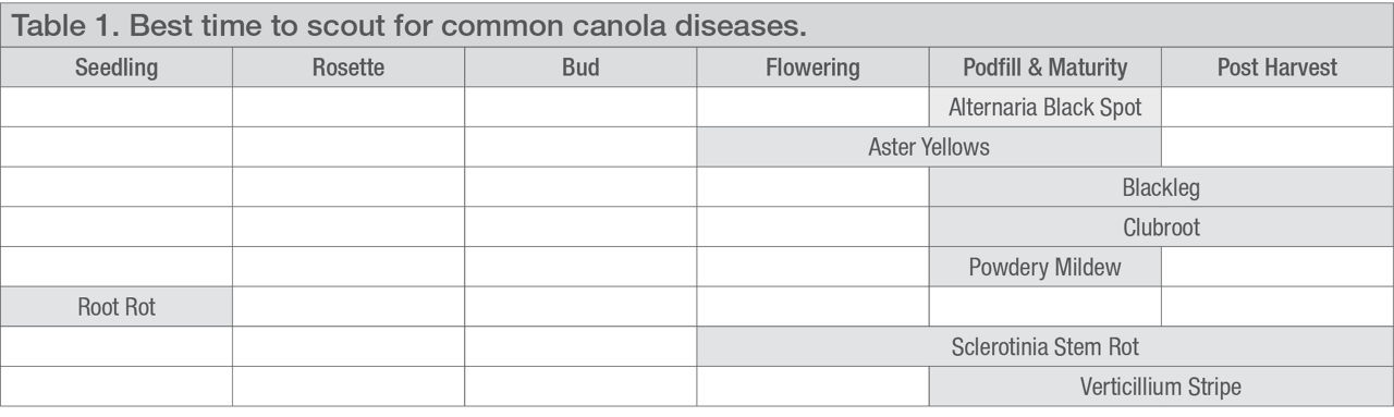 Best time to scout for common canola disease. 