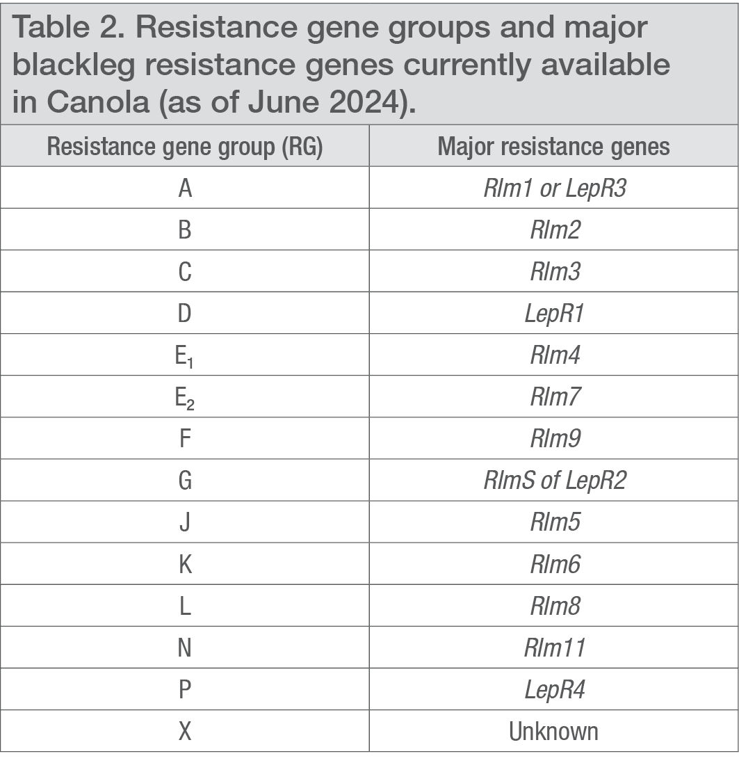 Resistance gene groups and major blackleg resistance genes currently available in Canola (as of June 2024). 