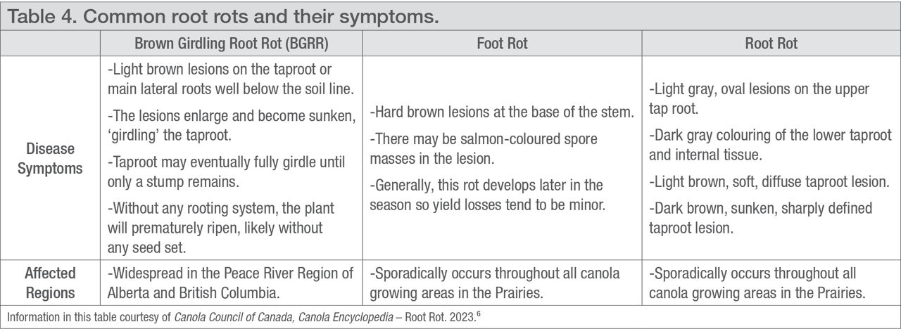 Common root rots and their symptoms. 