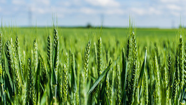 Cereal fungicide timing 