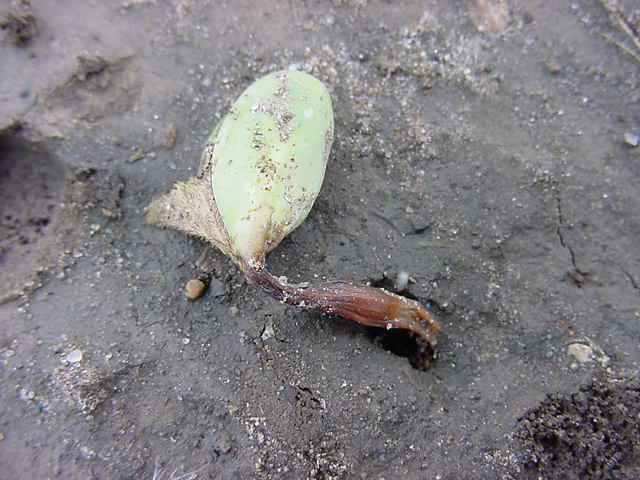 Phytophthora seedling rot; damping off