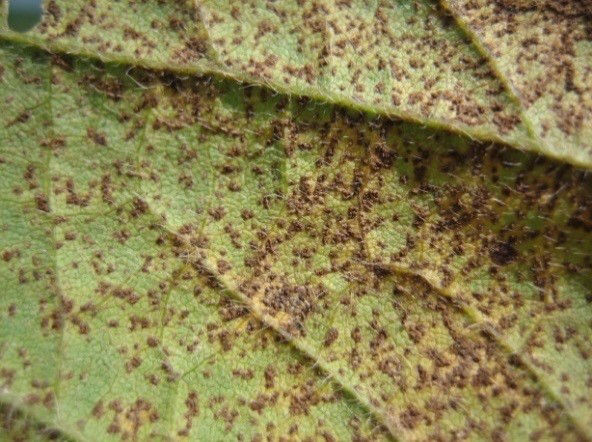Asian Soybean Rust lesions on leaf