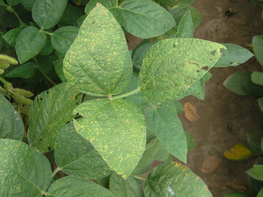 Downy Mildew lesions on soybean leaves.