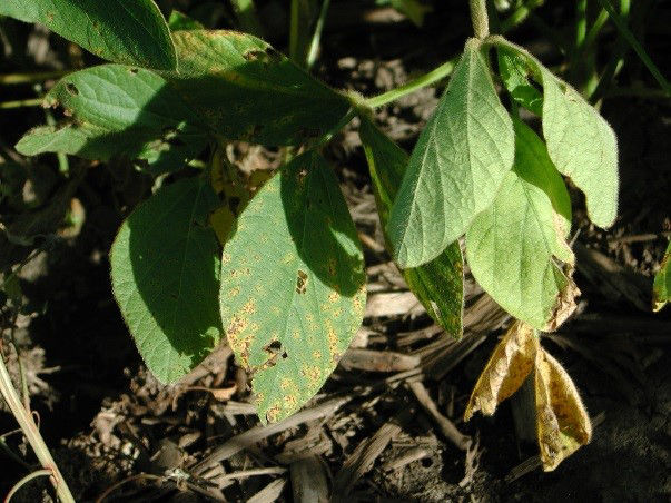 Septoria brown spot lesions on soybean leaf