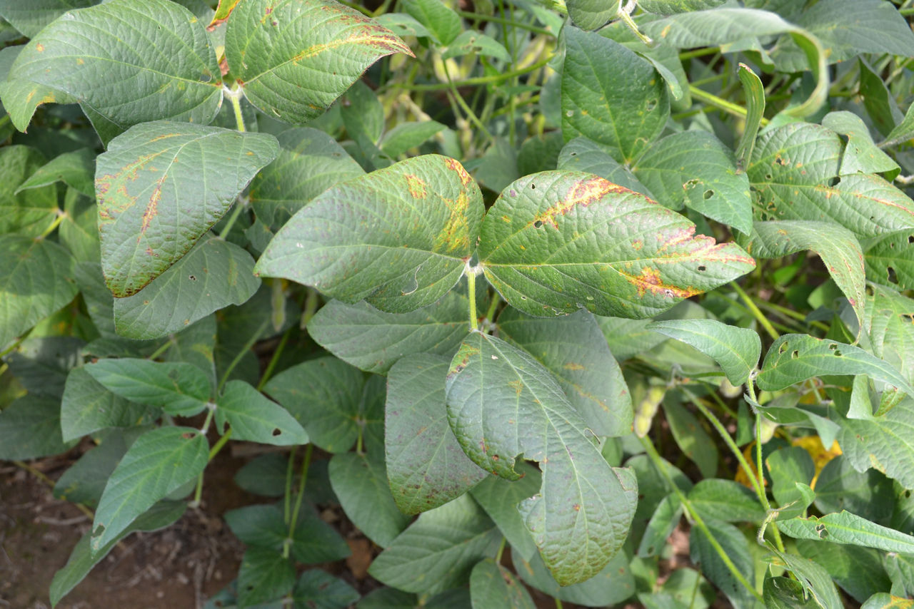 Soybean Vein Necrosis Virus Foliar Symptoms