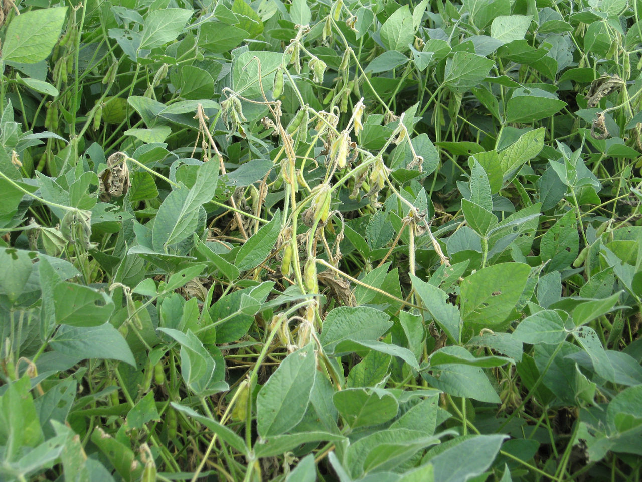 Wilting in top of soybean canopy due to White Mold