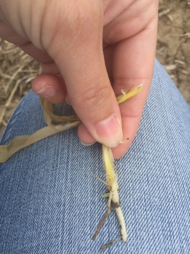 Figure 7. Inspecting the health of a seedling growing point after frost killed the leaves. 