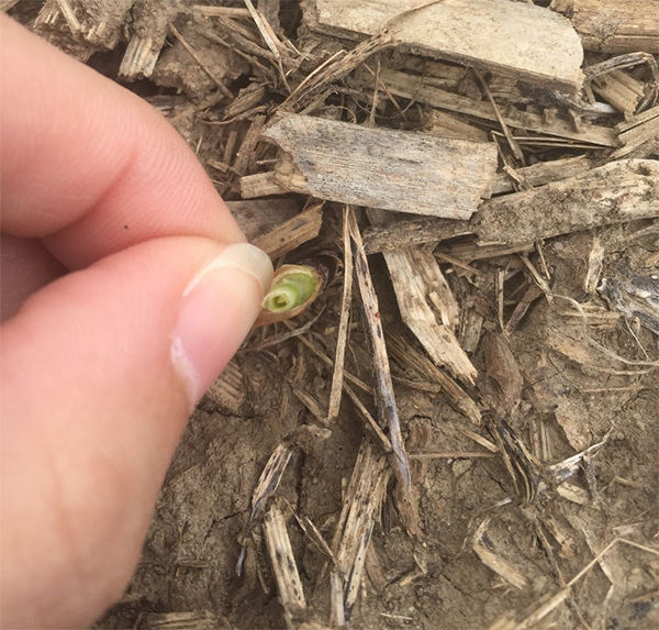 Note new growth emerging after frost injury.  