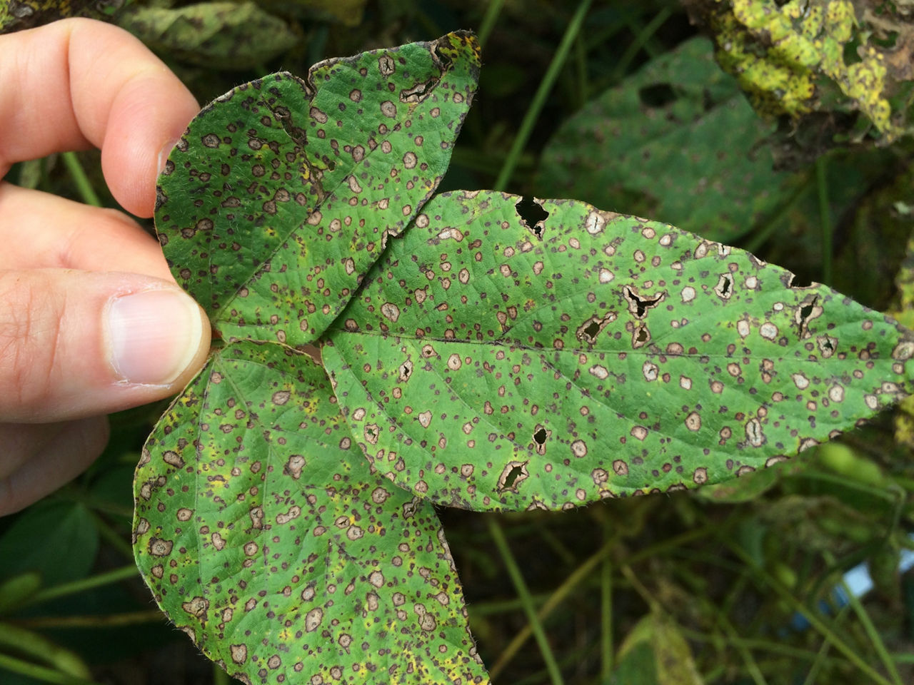 Frogeye leaf lesions on soybean leaf