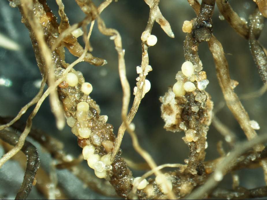Figure 2. Cysts of soybean cyst nematode, seen as small lemon-shaped white structures on soybean roots.